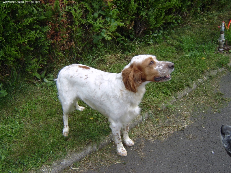 Ruby Du bois de saint martial