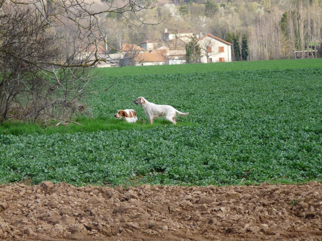 CHASSE EN PLAINE